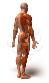 Royalty Free 3d Clipart Image of a Back Side View of a Muscular Man