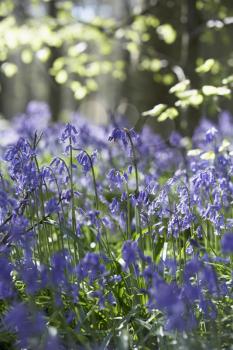 Royalty Free Photo of Bluebells Growing in a Woodland