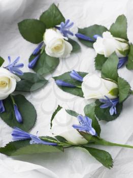 Royalty Free Photo of Box Filled With White Rose Boutonnieres