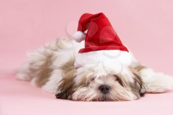 Royalty Free Photo of a Lhasa Apso in a Santa Hat