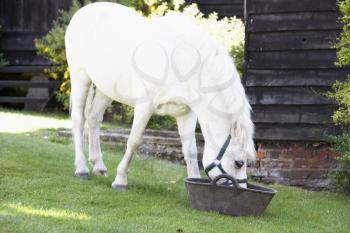 Royalty Free Photo of a Pony Eating