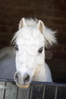 Royalty Free Photo of a Horse in a Stable