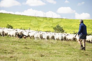 Royalty Free Photo of a Farmer With Sheep