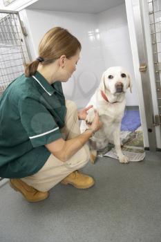 Royalty Free Photo of a Nurse Checking a Dog