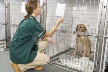 Royalty Free Photo of a Nurse Checking on a Dog