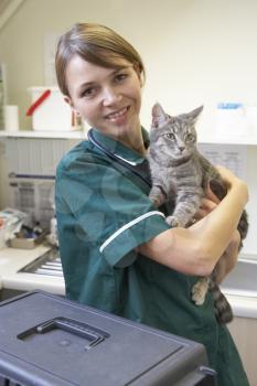 Royalty Free Photo of a Cat With a Vet Nurse