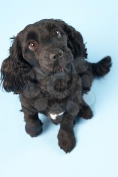 Royalty Free Photo of a Spaniel