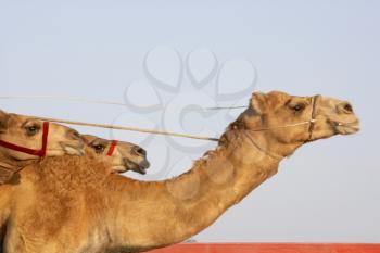 Royalty Free Photo of Camels Racing
