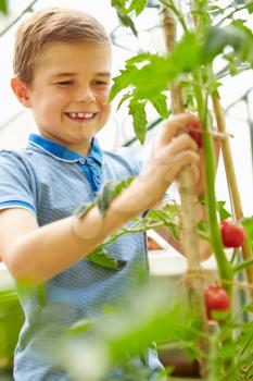 Boy Harvesting Home Grown Tomatoes In Greenhouse