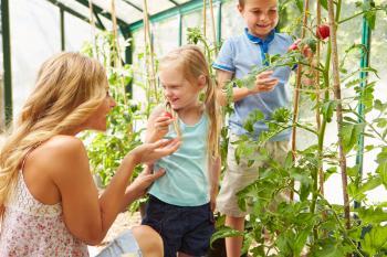Mother And Children Harvesting Tomatoes In Greenhouse