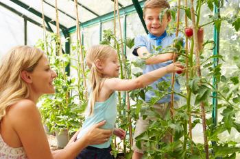 Mother And Children Harvesting Tomatoes In Greenhouse