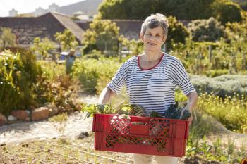 Mature Woman Carrying Crate Of Produce On Community Allotment