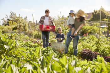 Family Harvesting Produce From Allotment Together