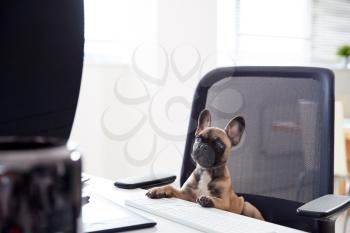 Humorous Shot Of French Bulldog Puppy Sitting In Chair At Desk Looking At Computer