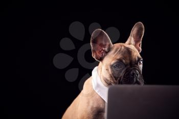 Studio Portrait Of French Bulldog Puppy Wearing Collar And Tie Using Laptop Against Black Background
