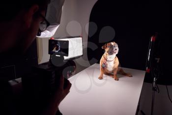 Videographer Filming Bulldog Puppy Wearing Tie Against Black Background