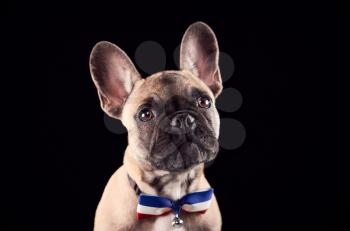 Studio Portrait Of French Bulldog Puppy Wearing Bow Tie And Collar Against Black Background