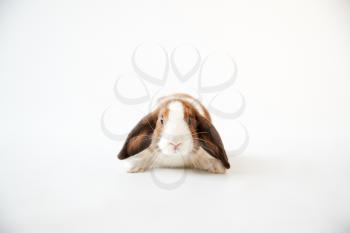Studio Portrait Of Miniature Brown And White Flop Eared Rabbit Sitting On White Background
