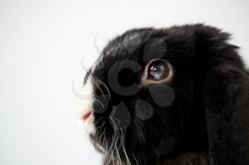 Close Up Of Miniature Black And White Flop Eared Rabbit Lying On White Background