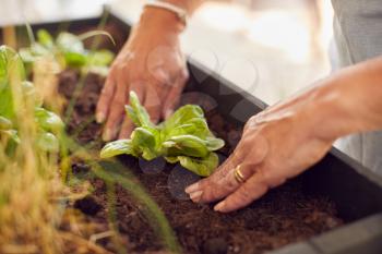 Close Up Of Senior Woman Planting Plants Into Wooden Garden Planter At Home