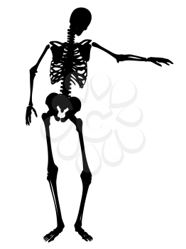 Silhouette of a skeleton