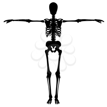Silhouette of a skeleton