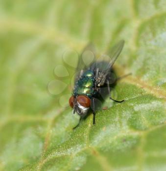 Close up shot of a fly on a leaf - very shallow depth of field