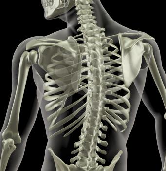 Close up of a torso of a medical skeleton