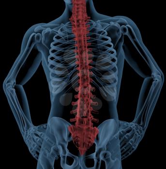 Medical skeleton with the spin highlighted