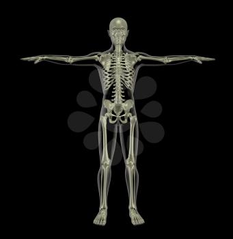 3D render of a standing human skeleton