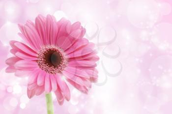 Pink Gerbera flower on a starry background