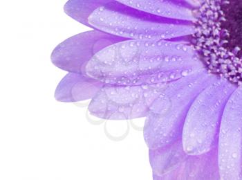 Close up shot of water drops on a Gerbera daisy