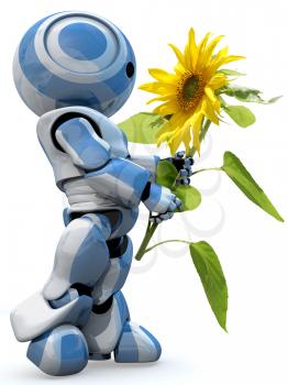 A glossy reflective 3d robot looking in awe at a large sunflower isolated. 