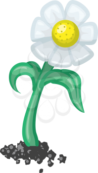 Vector illustration of a daisy flower.