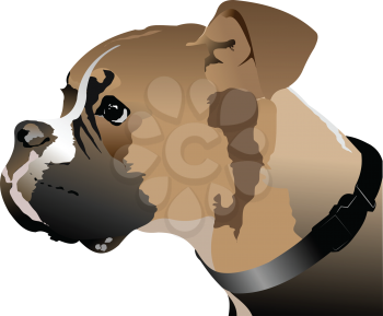 Royalty Free Clipart Image of a Boxer's Head in Profile