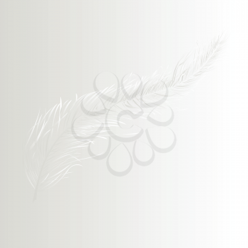Royalty Free Clipart Image a Floating White Feather on a White Background
