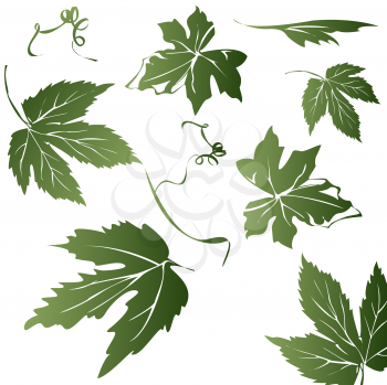 Royalty Free Clipart Image of Grapevine Leaves
