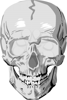 A human skull on white background
