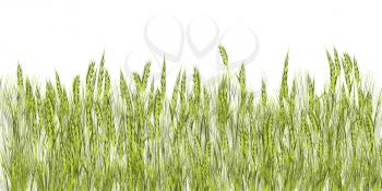Green grass illustration against white background