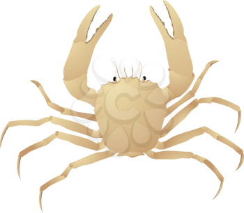 Crab, isolated object on white