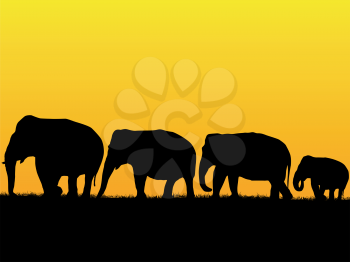 African sunset background with elephant herd