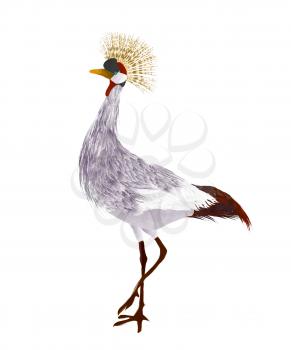 Watercolor crowned crane on white background