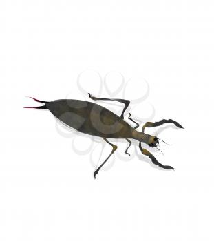 Watercolor mole cricket over white background