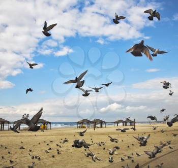 Royalty Free Photo of Pigeons on a Beach