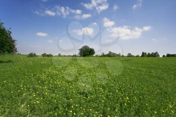 Royalty Free Photo of a Field 