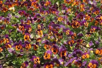 Royalty Free Photo of a Field of Pansies