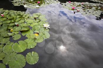 Pond with the blossoming lilies, reflecting clouds and the sun