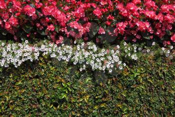 Wall, overgrown with flowers, in decorative park on island Izola Bella. Lake Maggiore, Northern Italy
