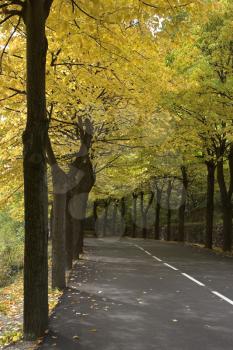 Highway, passing between autumn trees with yellow leaves