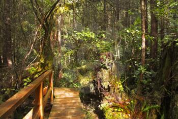 The wooden bridge through a bog in northern jungle Rainforest on island Vancouver